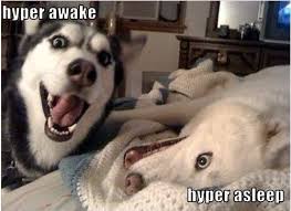 Pin By Mady Joy On Posters Husky Funny Hyper Dog Funny Dog Memes