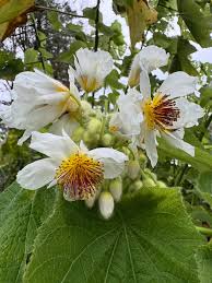 Image result for Sparrmannia africana