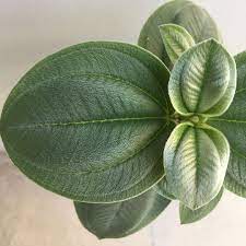 Tepi daunnya bergerigi dan berbulu halus, ujung dan pangkalnya meruncing. Terpesona Dengan Tekstur Dedaunan Berbulu Halus Keperakan Dari Tibouchina Yang Sangat Cantik Ini Look At The Texture And Ch Plant Leaves Plants Leaves