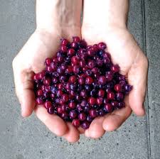 103 saskatoon and blueberry recipes for summer. In The Village On False Creek Part 15 Free Saskatoon Berries Inthevillage Vancouver Is Awesome