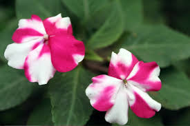 The white to cream flower, with yellow tinges in the center, looks fascinating in any garden. Flowers Latika Roy Memorial Foundation Disability India