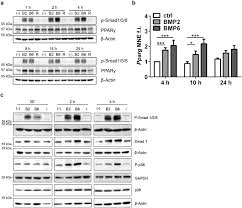American flag storage inman road. Bmps As New Insulin Sensitizers Enhanced Glucose Uptake In Mature 3t3 L1 Adipocytes Via Pparg And Glut4 Upregulation Scientific Reports