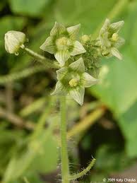 Image result for female flowers cucumber