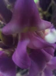 Image result for Macropsychanthus