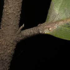 Image result for Maranthes