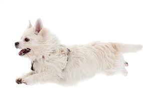 If you are a current client and adopt a new pet we will take a new patient within your existing family. Jeffersonville Pet Emergency Care Eastside Animal Hospital