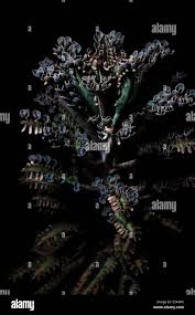 Image result for Bryophyllum tubiflorum