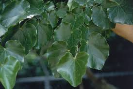 Maybe you would like to learn more about one of these? Oklahoma Oklahoma Redbud Tree Selection Landscape Plants Edward F Gilman Uf Ifas