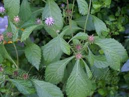 Image result for Vernonia anthelmintica