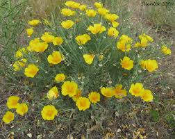 Image result for Eschscholzia