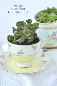 It makes for a good houseplant or ornamental garden succulent. Tea Cup Succulent Your Homebased Mom