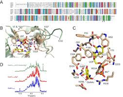 close up of the catalytic core of ssek3 a sequence