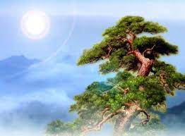Choose from 24000+ korean pine son graphic resources and download in the form of png, eps, ai or psd. Pine National Tree Of Korea Explore Dprk