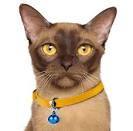 Burmese Breeder - Brediburm Cattery