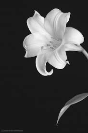 Black And White Lily Flower Pin On کنته