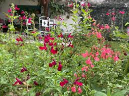 We did not find results for: Hummingbird Plants Hummingbird Monitoring Network