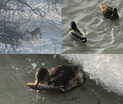 Mobila pentru bucataria animale care traiesc in balta. BistriÈ›a SÄƒlbaticÄƒ Uimitoarea Diversitate A Animalelor Care TrÄƒiesc LangÄƒ Noi Foto Observatorbn