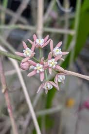 Image result for Cynanchum viminale