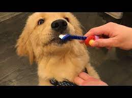 Funniest Cutest Golden Retriever Puppies 22 Funny Puppy Videos 2019 Retriever Puppy Golden Retriever Puppies Funny