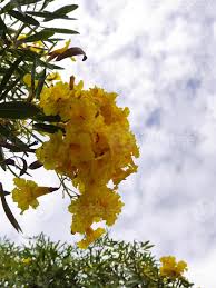 Image result for Handroanthus chrysotrichus