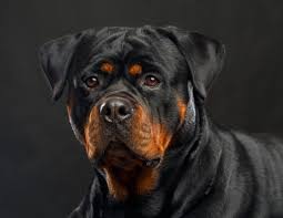 Meet vinny now with new family boston is available. Muscular Rottweiler S Everything You Need To Know Dogcarelife