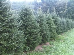 Check spelling or type a new query. Christmas Tree Farm Plantations Bl Christmas Trees