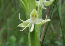 Image result for Habenaria galactantha
