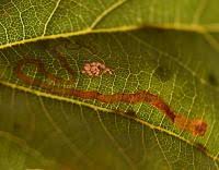 Image result for Stigmella basiguttella