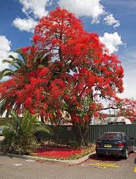 Australian native plants look great in mass plantings, as specimen trees, ground cover for weed control. Brachychiton Acerifolius Tambien Conocido Como El Illawarra Flame Arbol Kurrajong Un Gran Arbol De Las Familia Malv Flowering Trees Flame Tree Trees To Plant