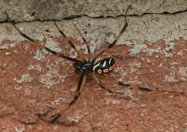 They tried to hide when i lifted the lids. Southern Black Widow Facts Identification Pictures