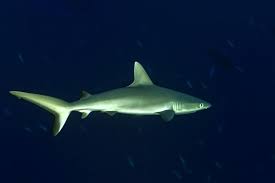 Baby Shark May Have Eaten His Siblings And Other Fun Facts About Shark Reproduction