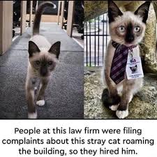 People At This Law Firm Were Filing Complaints About This Stray Cat Roaming The Building So They Hired Him Funny Animals Cute Animals Cute Funny Animals