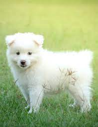 Japanese Spitz Dog4us Japanese Spitz Japanese Spitz Puppy Spitz Puppy