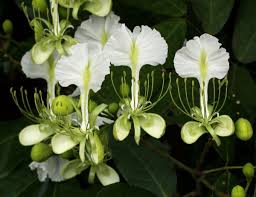 Image result for Berlinia grandiflora