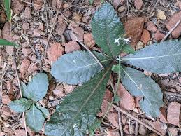 Image result for Elytraria acaulis