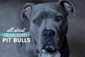 The american pit bull terrier has round eyes and teeth that form a scissor bite. Pit Bulls With Blue Eyes Health Risks Tips Care Pictures Faqs Canine Bible