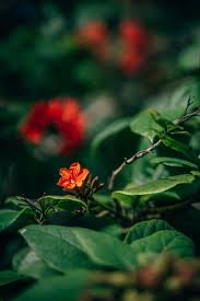 Flowers are one of the most beautiful creations of nature. 32 Free Stock Pictures Of Flowers Fancycrave