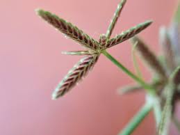 Image result for Pycreus flavidus