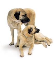 Anatolian Shepherd