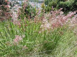 Image result for Tricholaena