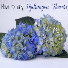 Timing is important when tucking hydrangeas into the landscape. How To Water Dry Hydrangea Flowers
