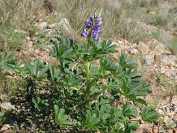 Image result for Lupinus mexicanus