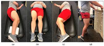 The dog is placed in lateral recumbency on the surgery table with the injured limb uppermost. Jfmk Free Full Text Effects Of Rest Position On Morphology Of The Vastus Lateralis And Its Relationship With Lower Body Strength And Power Html