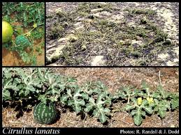 Image result for Citrullus lanatus