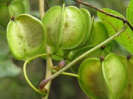 Image result for Dioscorea hirtiflora