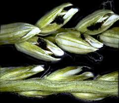 Image result for Urochloa comata