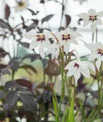 Image result for Gladiolus zambesiacus