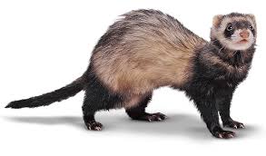 Bio Groom Ferret Products Fancy Ferret Sup Tm Sup Protein Lanolin Shampoo Ferret Animals Fancy