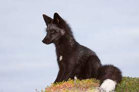 Black Fox Pet Fox Cute Animals Wild Dogs