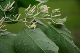 Image result for Alangium chinense